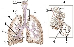 Легені — Вікіпедія
